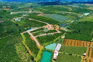 Chọn cao nguyên – sống thuận tự nhiên đang là xu hướng