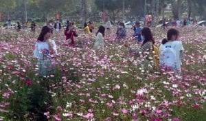 Cánh đồng hoa sao nhái thu hút nhiều người “check-in” tại Stella Mega City - 19 Cánh đồng hoa sao nhái thu hút nhiều người “check-in” tại Stella Mega City - 18