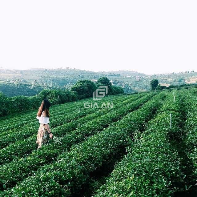 “Khám phá” đồi chè Tâm Châu bát ngát sắc xanh tại Bảo Lộc - 6