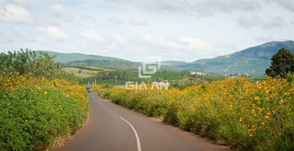 Cung đường tuyệt đẹp với sắc hoa dã quỳ vàng rực dẫn tới đồi chè Tâm Châu