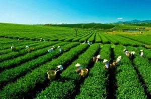 Đồi chè Tâm Châu Bảo Lộc - 10