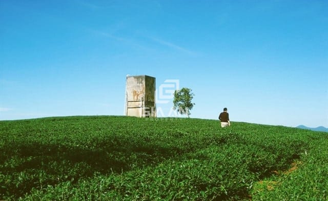 “Khám phá” đồi chè Tâm Châu bát ngát sắc xanh tại Bảo Lộc - 9