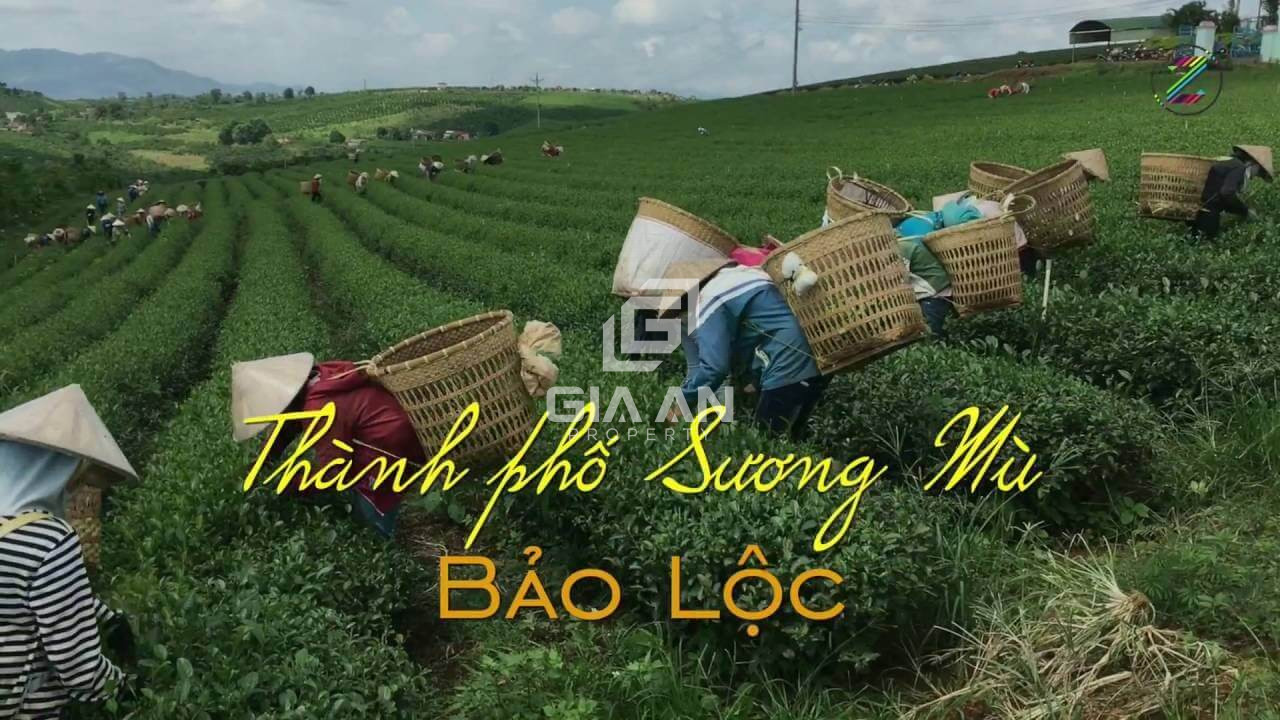 Tổng hợp điểm check in Bảo Lộc không thể bỏ qua, hơn 40 địa điểm cực đẹp - 17