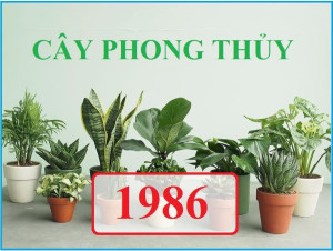 Những loại cây hợp mệnh Hỏa 1986 là những loại cây nào? - 1 cay-hop-menh-Hoa-1986-1