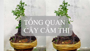 Đặc điểm cây cẩm thị và những bí mật thú vị - 48