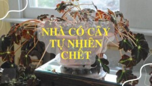 Nhà có cây tự nhiên chết là điềm báo gì? Những điều cần lưu ý? - 4