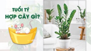 Tuổi giáp Tý nên trồng cây gì trước nhà để mang lại tài lộc - 3 Tuổi giáp Tý nên trồng cây gì trước nhà để mang lại tài lộc - 3